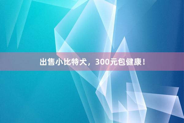 出售小比特犬，300元包健康！